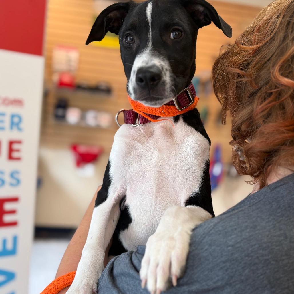 Violet, a Adoptable Mixed Breed in Morrisville, VT image 5/6