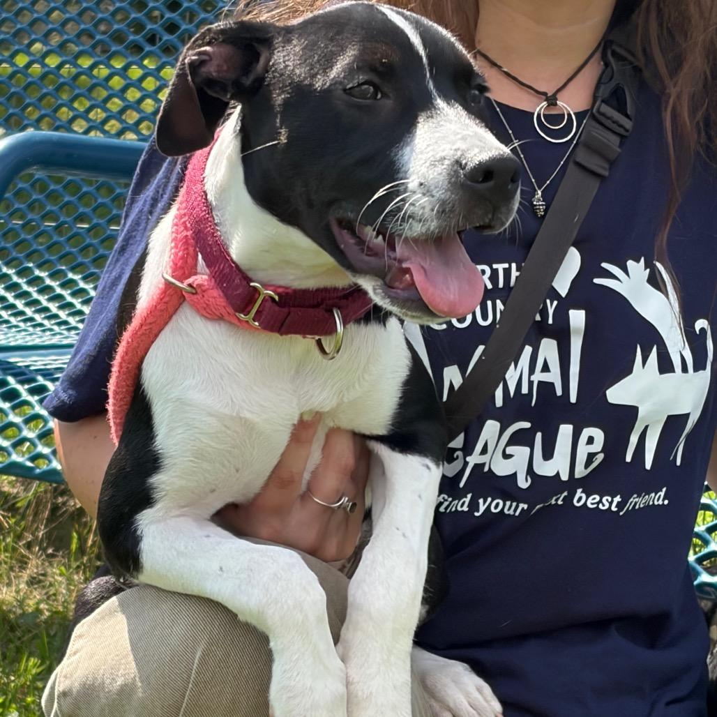 Violet, a Adoptable Mixed Breed in Morrisville, VT image 6/6
