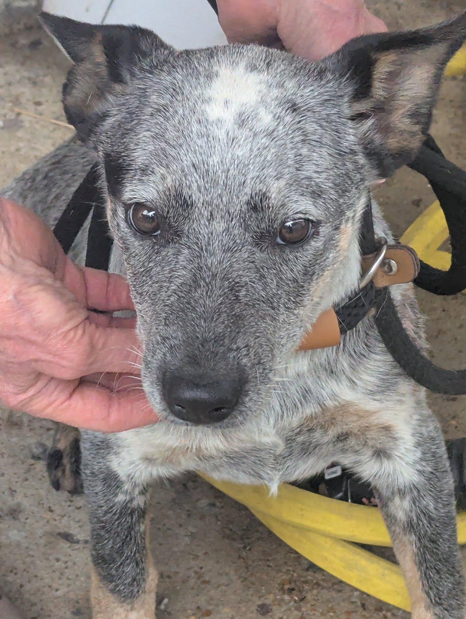 Enlarge SISSY, an adopted mixed breed in Waverly, TN image 2/3