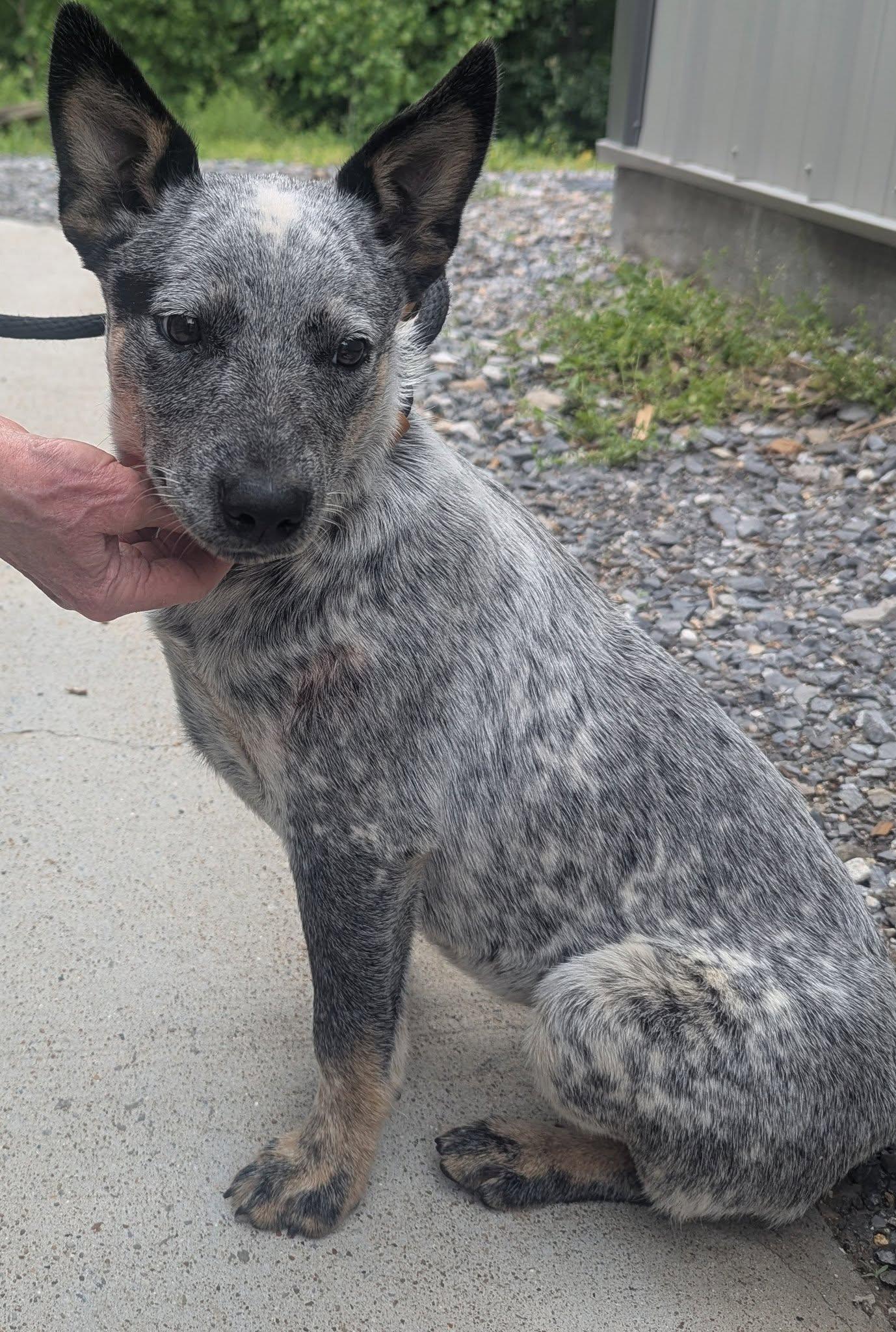 Enlarge SISSY, an adopted mixed breed in Waverly, TN image 1/3