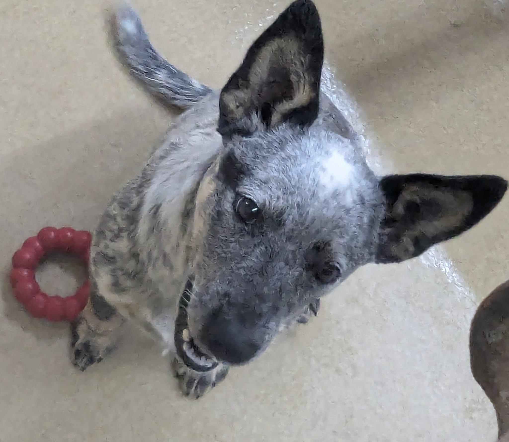 Enlarge SISSY, an adopted mixed breed in Waverly, TN image 3/3