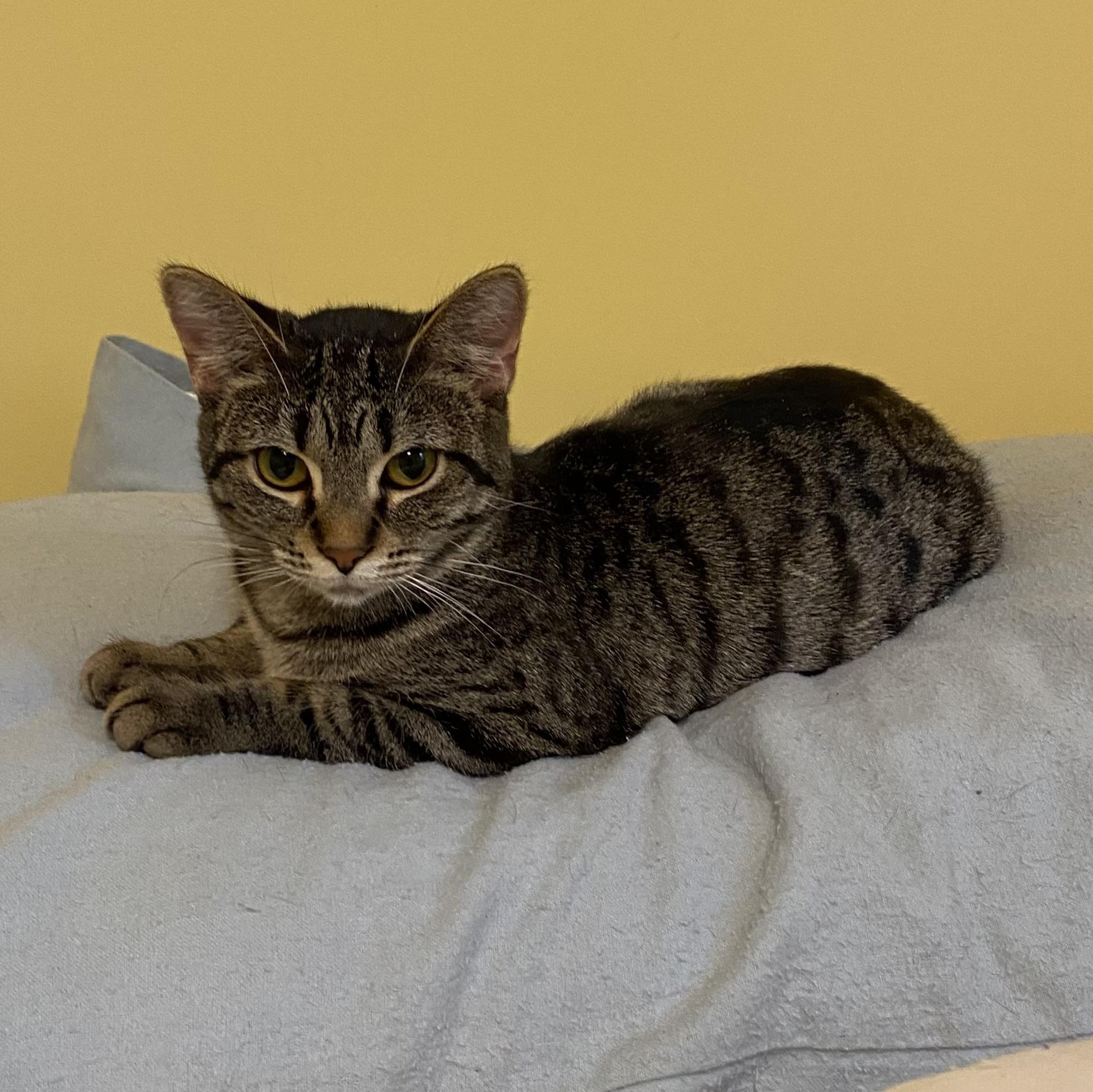 Enlarge Octavia, a Adoptable Domestic Short Hair in Grand Rapids, MI image 2/6