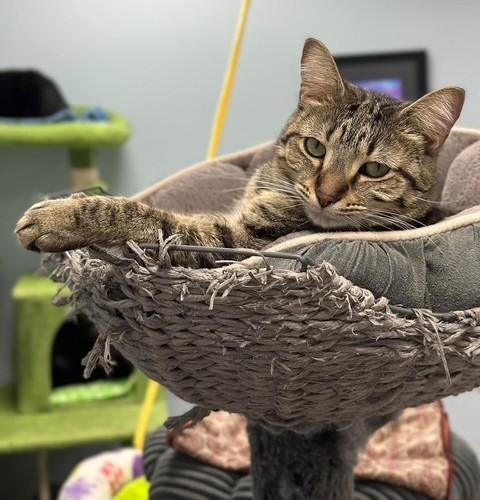 Enlarge Octavia, a Adoptable Domestic Short Hair in Grand Rapids, MI image 3/6