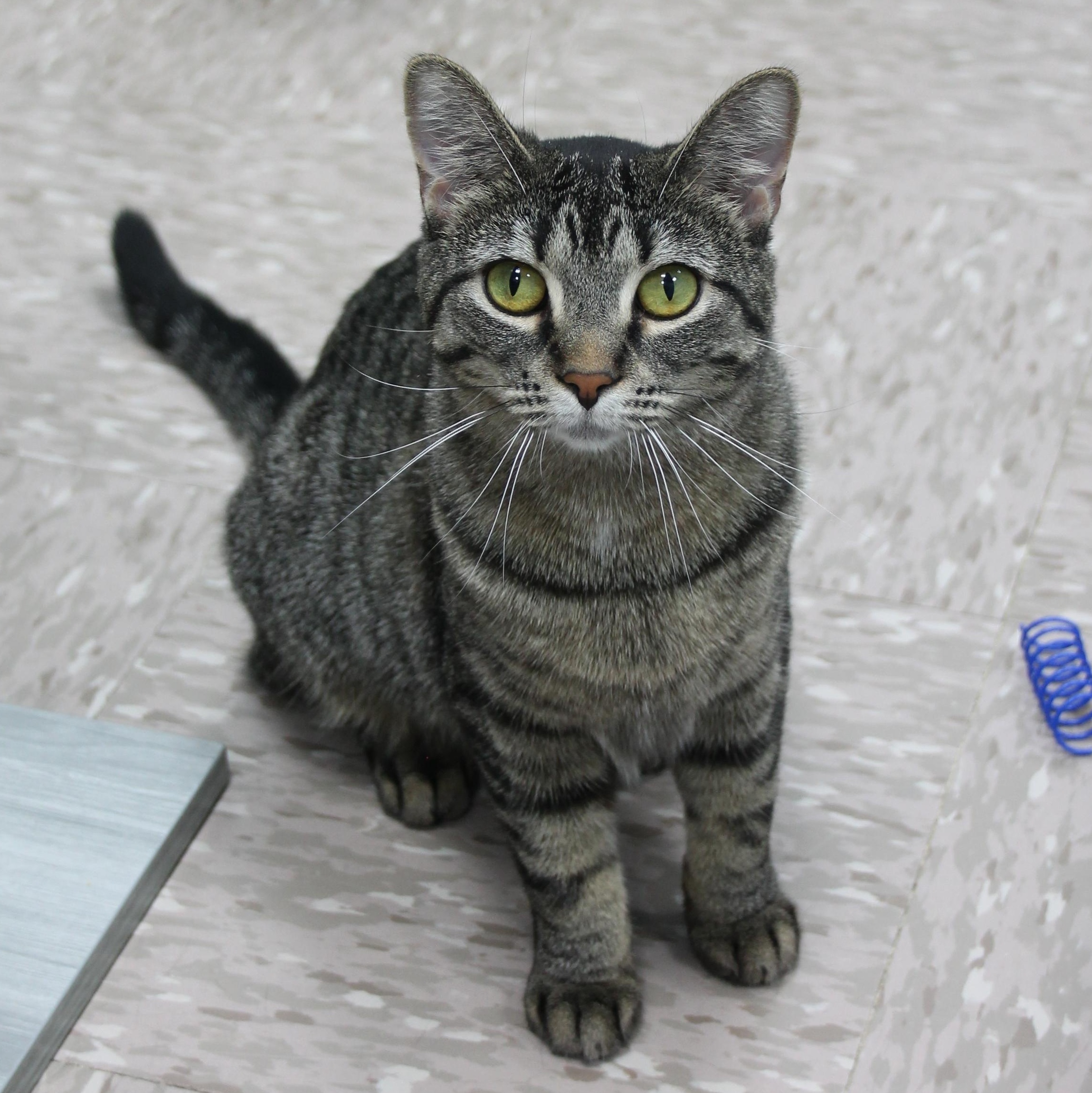 Octavia, Adoptable, Young Female Domestic Short Hair.