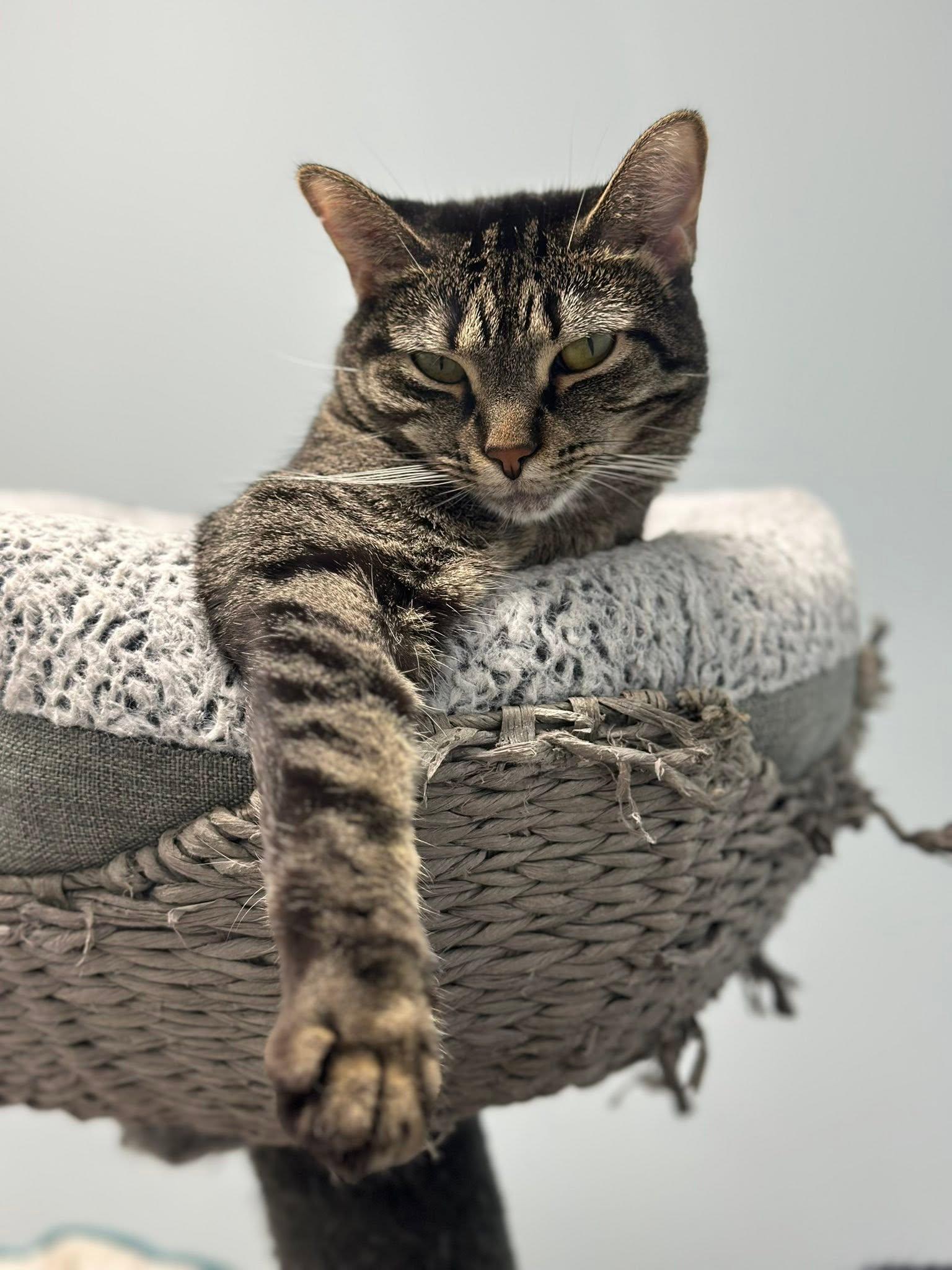 Enlarge Octavia, a Adoptable Domestic Short Hair in Grand Rapids, MI image 1/6