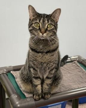 Enlarge Octavia, a Adoptable Domestic Short Hair in Grand Rapids, MI image 6/6