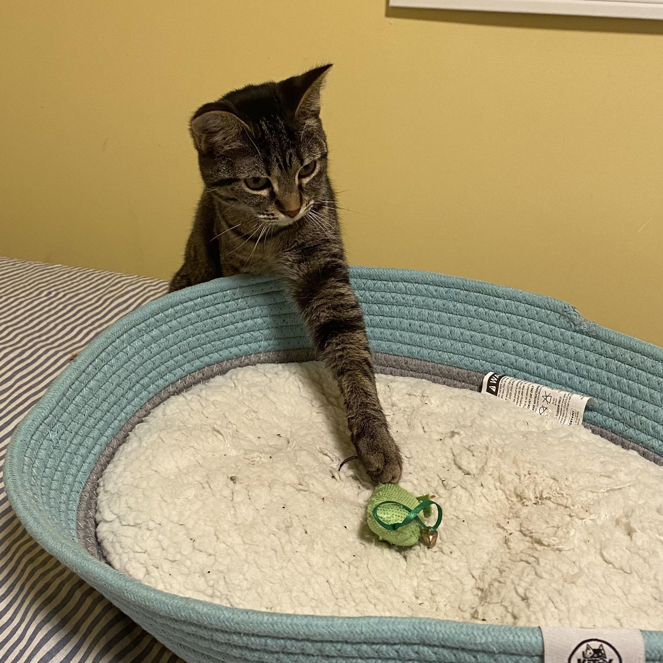 Enlarge Octavia, a Adoptable Domestic Short Hair in Grand Rapids, MI image 3/6