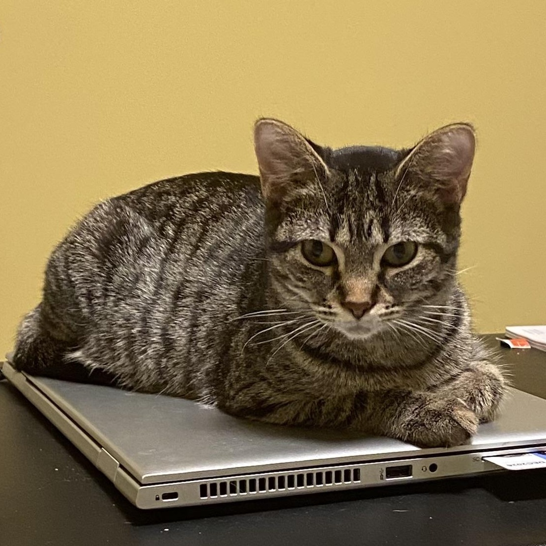 Enlarge Octavia, a Adoptable Domestic Short Hair in Grand Rapids, MI image 4/6