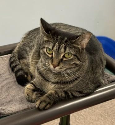 Enlarge Octavia, a Adoptable Domestic Short Hair in Grand Rapids, MI image 2/6