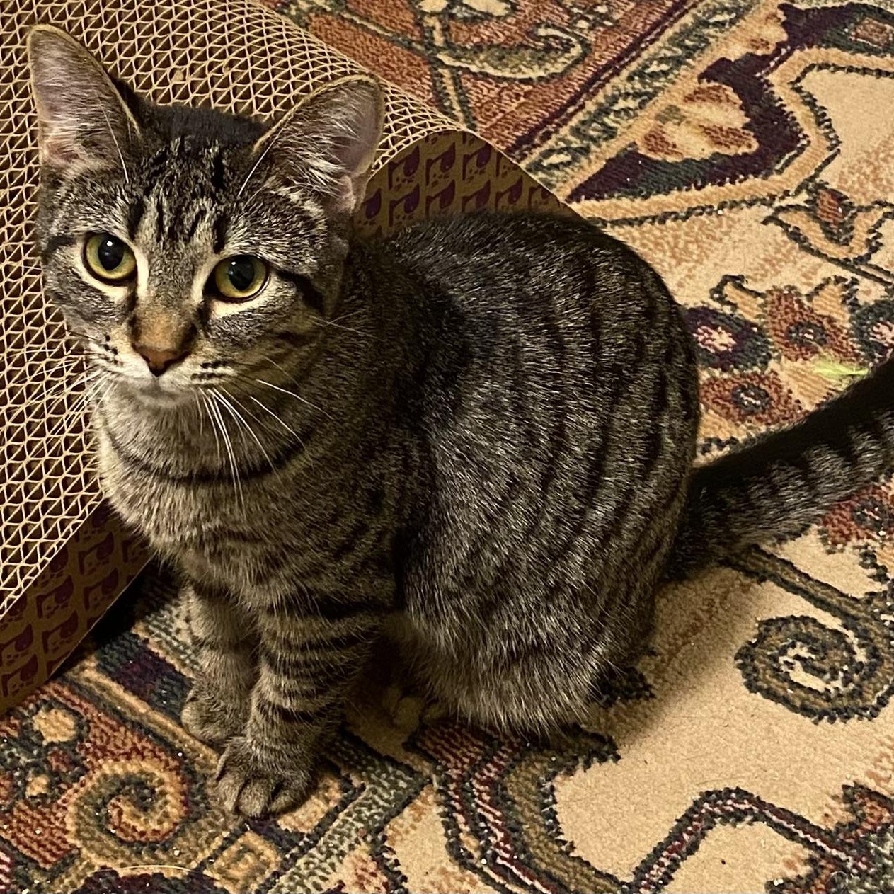 Enlarge Octavia, a Adoptable Domestic Short Hair in Grand Rapids, MI image 5/6