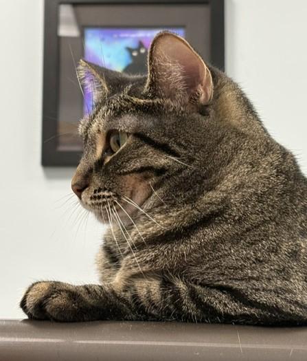 Enlarge Octavia, a Adoptable Domestic Short Hair in Grand Rapids, MI image 5/6