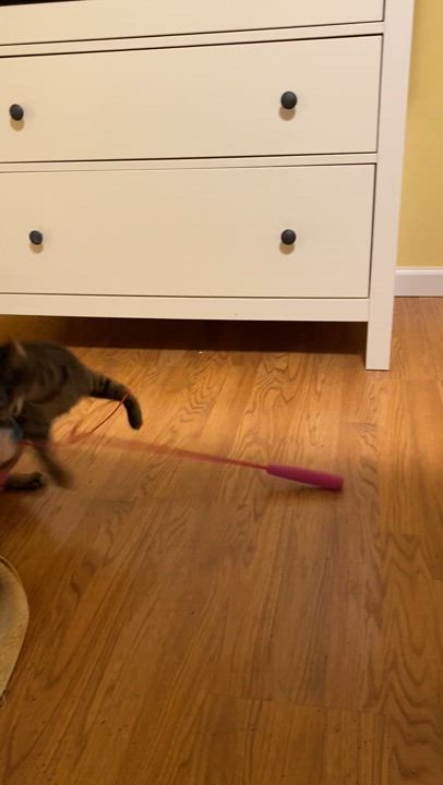 Enlarge Octavia, a Adoptable Domestic Short Hair in Grand Rapids, MI video 6/6