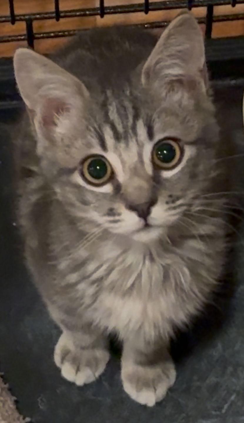 Enlarge Gizmo-APPS UNDER REVIEW, a Adoptable Domestic Short Hair in Cuyahoga Falls, OH image 1/1