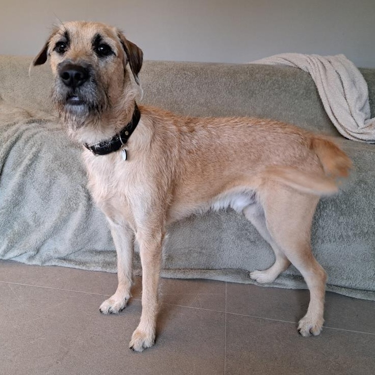 Enlarge Rogan, an adopted mixed breed in Sharon, ON image 3/6