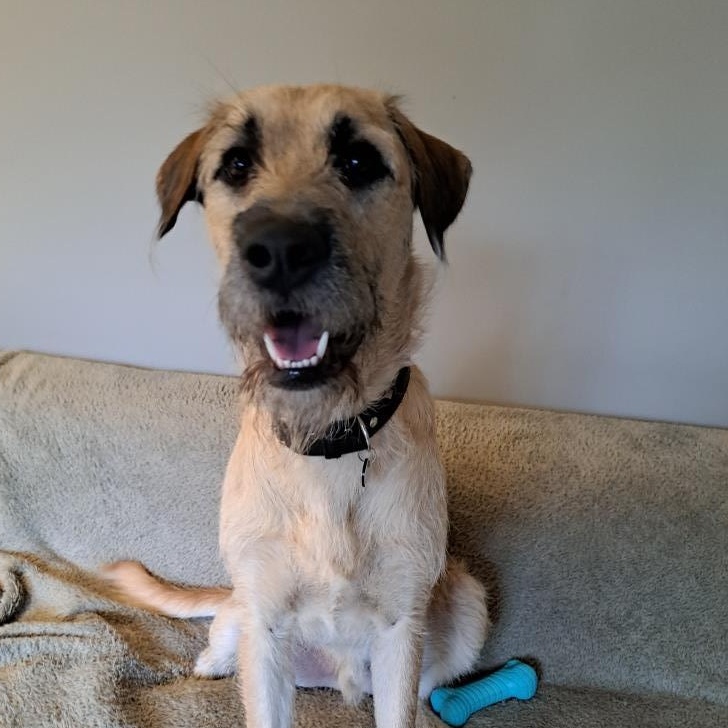 Rogan, adopted, Young Male Golden Retriever & Husky.