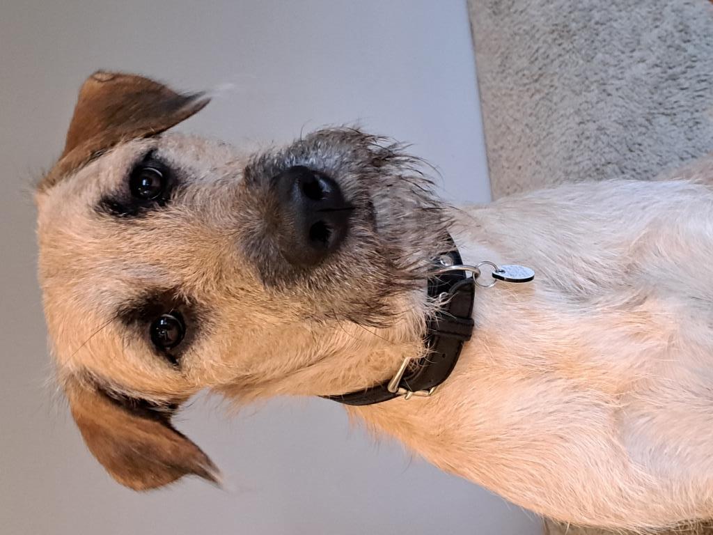 Enlarge Rogan, an adopted mixed breed in Sharon, ON image 4/6