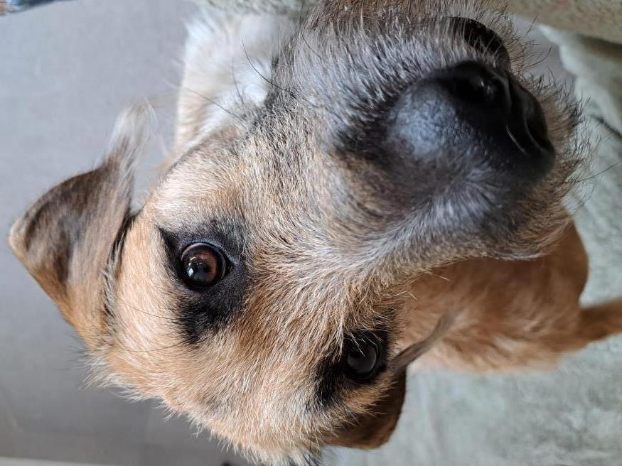 Enlarge Rogan, an adopted mixed breed in Sharon, ON image 6/6