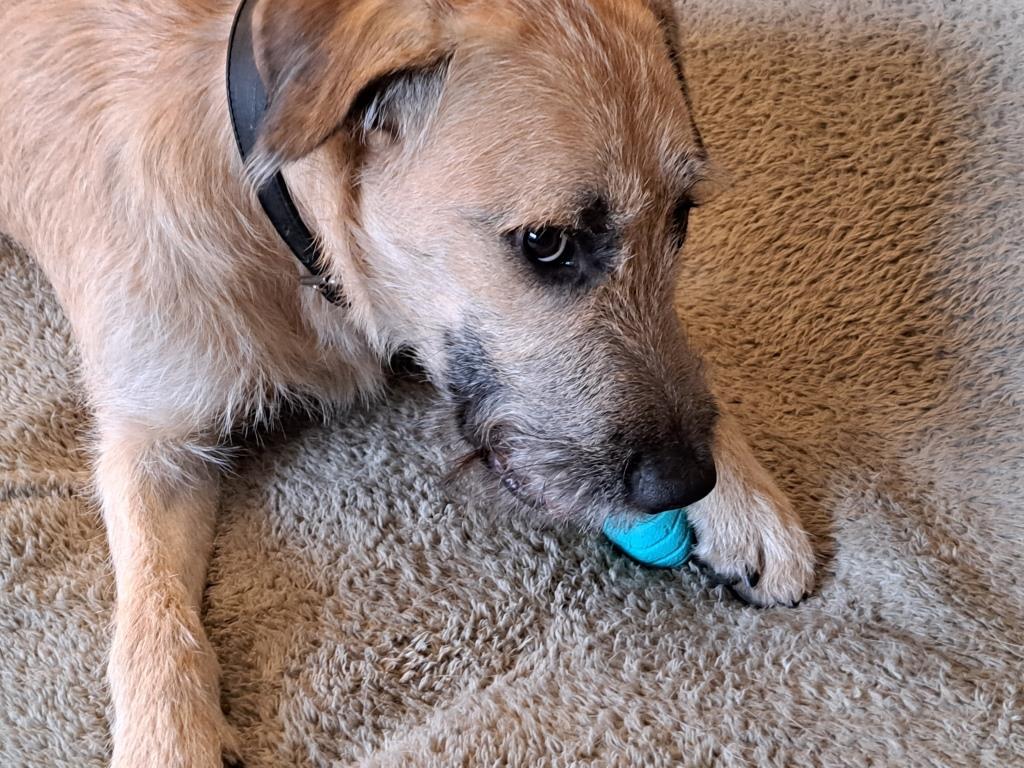 Enlarge Rogan, an adopted mixed breed in Sharon, ON image 5/6