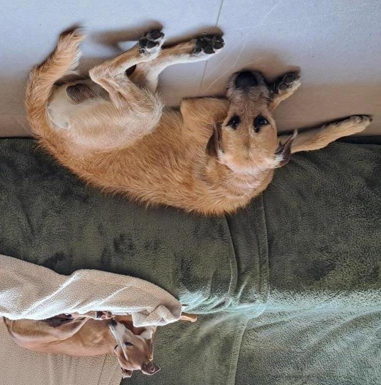 Rogan, an adoptable Golden Retriever, Husky in Sharon, ON, L0G 1V0 | Photo Image 4