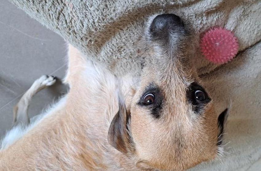 Rogan, an adoptable Golden Retriever, Husky in Sharon, ON, L0G 1V0 | Photo Image 3
