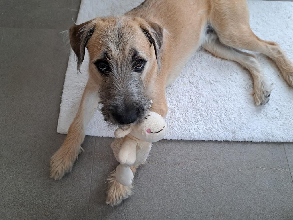Rogan, an adoptable Golden Retriever, Husky in Sharon, ON, L0G 1V0 | Photo Image 1