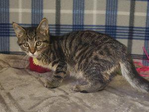 Orzo, ADOPTABLE, Young Male Domestic Short Hair.