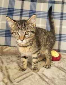 Enlarge Orzo, a ADOPTABLE Domestic Short Hair in Bucyrus, OH image 2/3