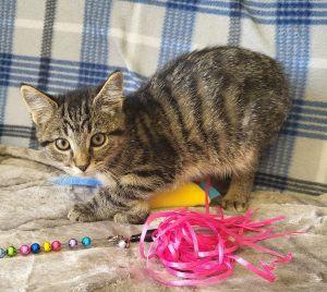 Enlarge Orzo, a ADOPTABLE Domestic Short Hair in Bucyrus, OH image 3/3