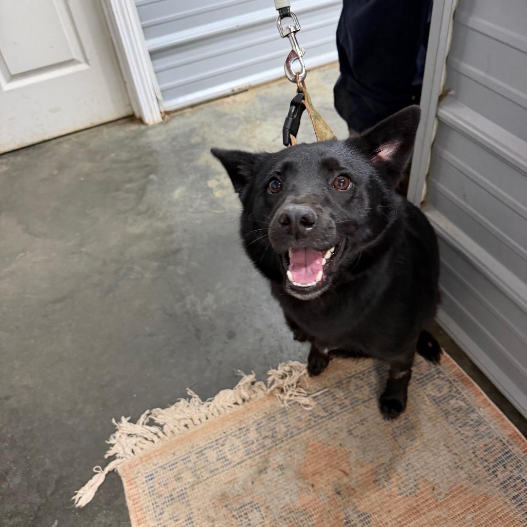 Artemus, a Adoptable Shiba Inu in Princeton, KY image 1/2