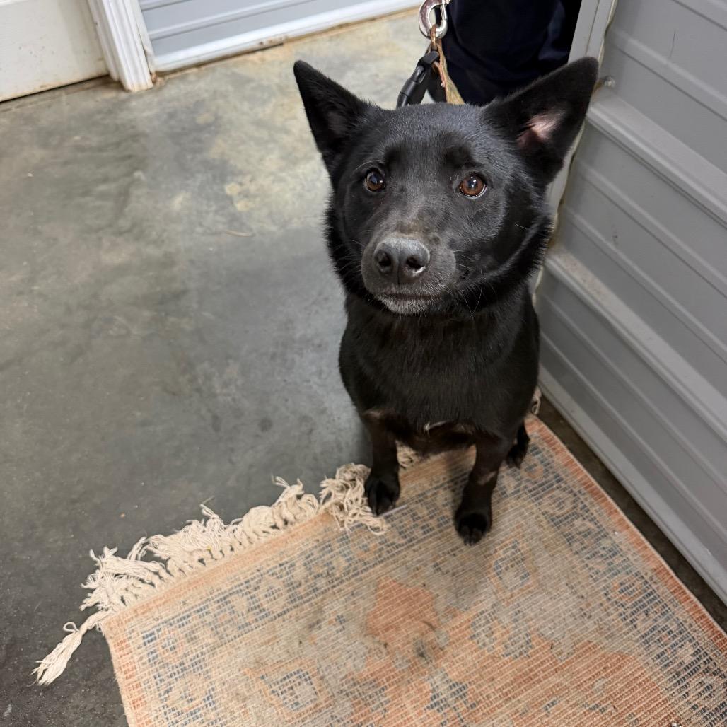 Artemus, a Adoptable Shiba Inu in Princeton, KY image 2/2