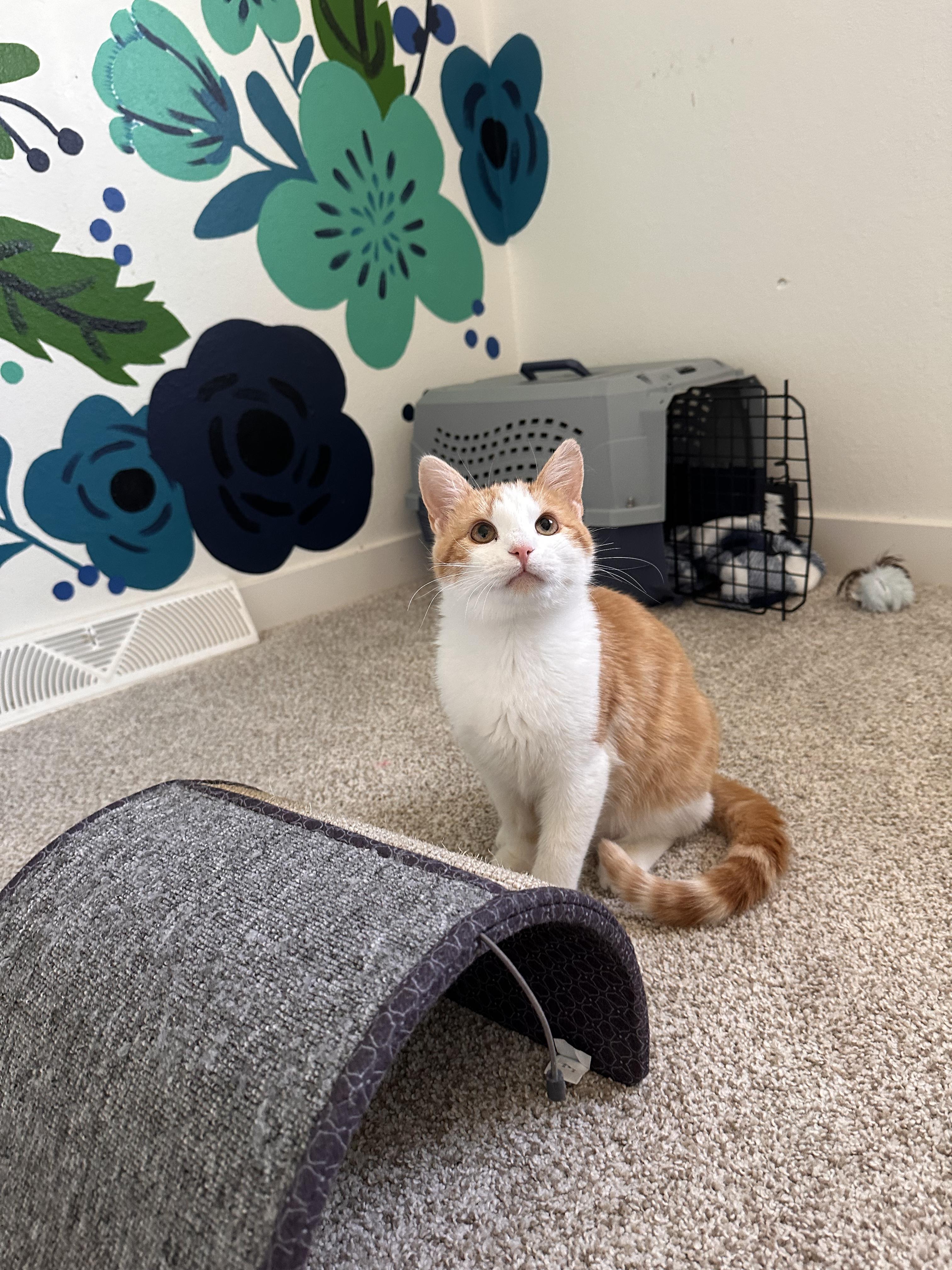 Schnitzel, an adopted Domestic Short Hair in Lakewood, CO image 2/6
