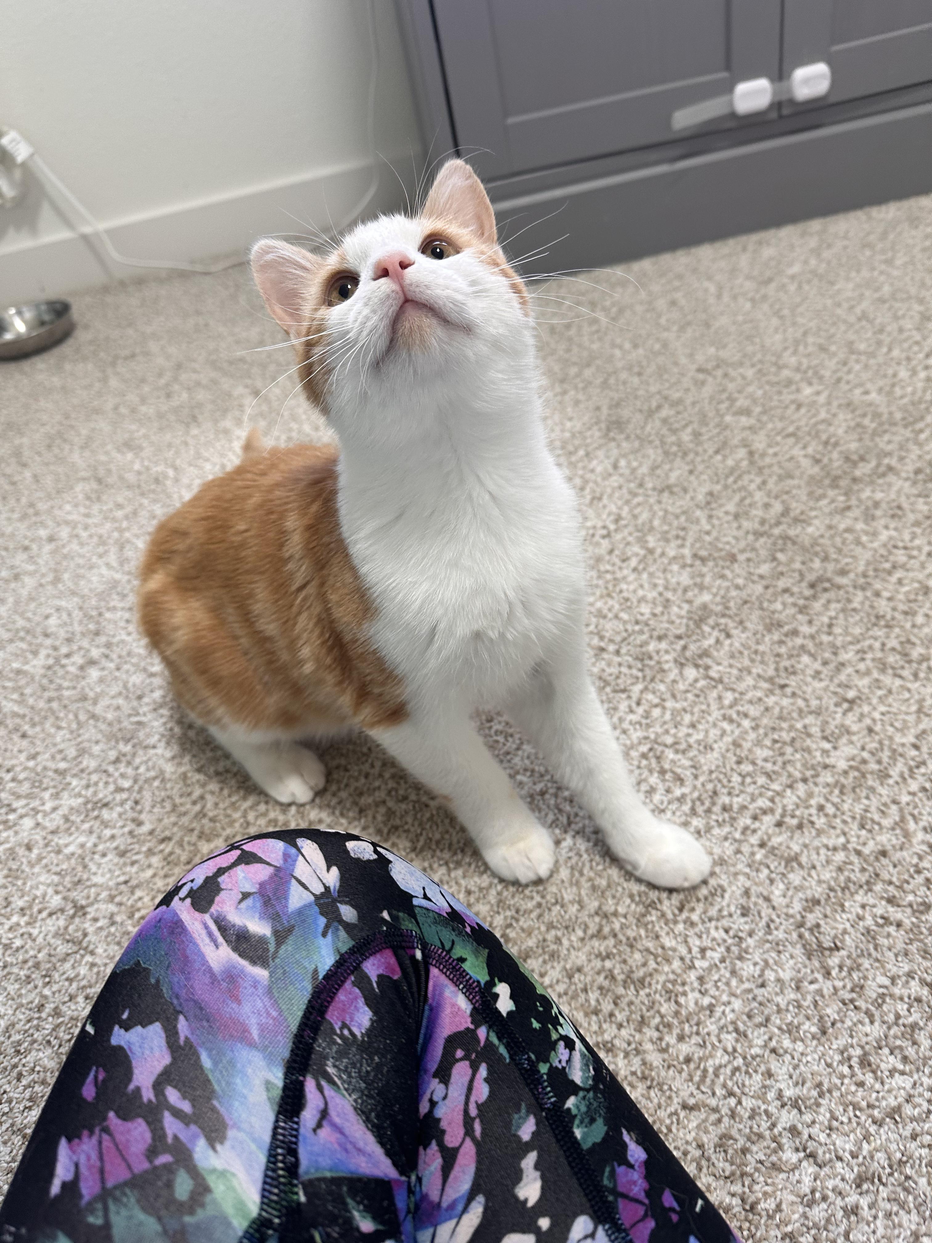 Schnitzel, an adopted Domestic Short Hair in Lakewood, CO image 5/6