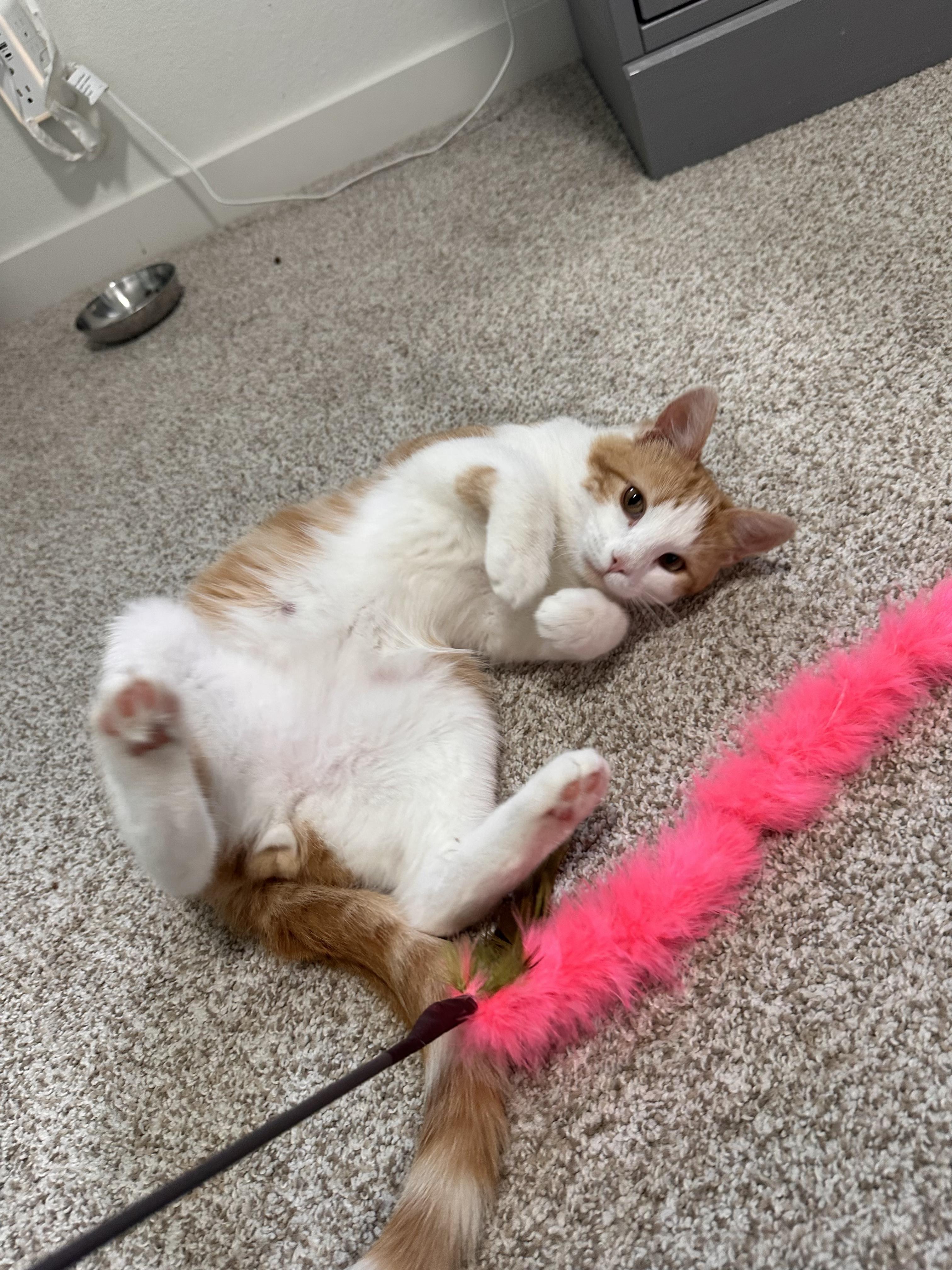 Schnitzel, adopted, Kitten Male Domestic Short Hair.