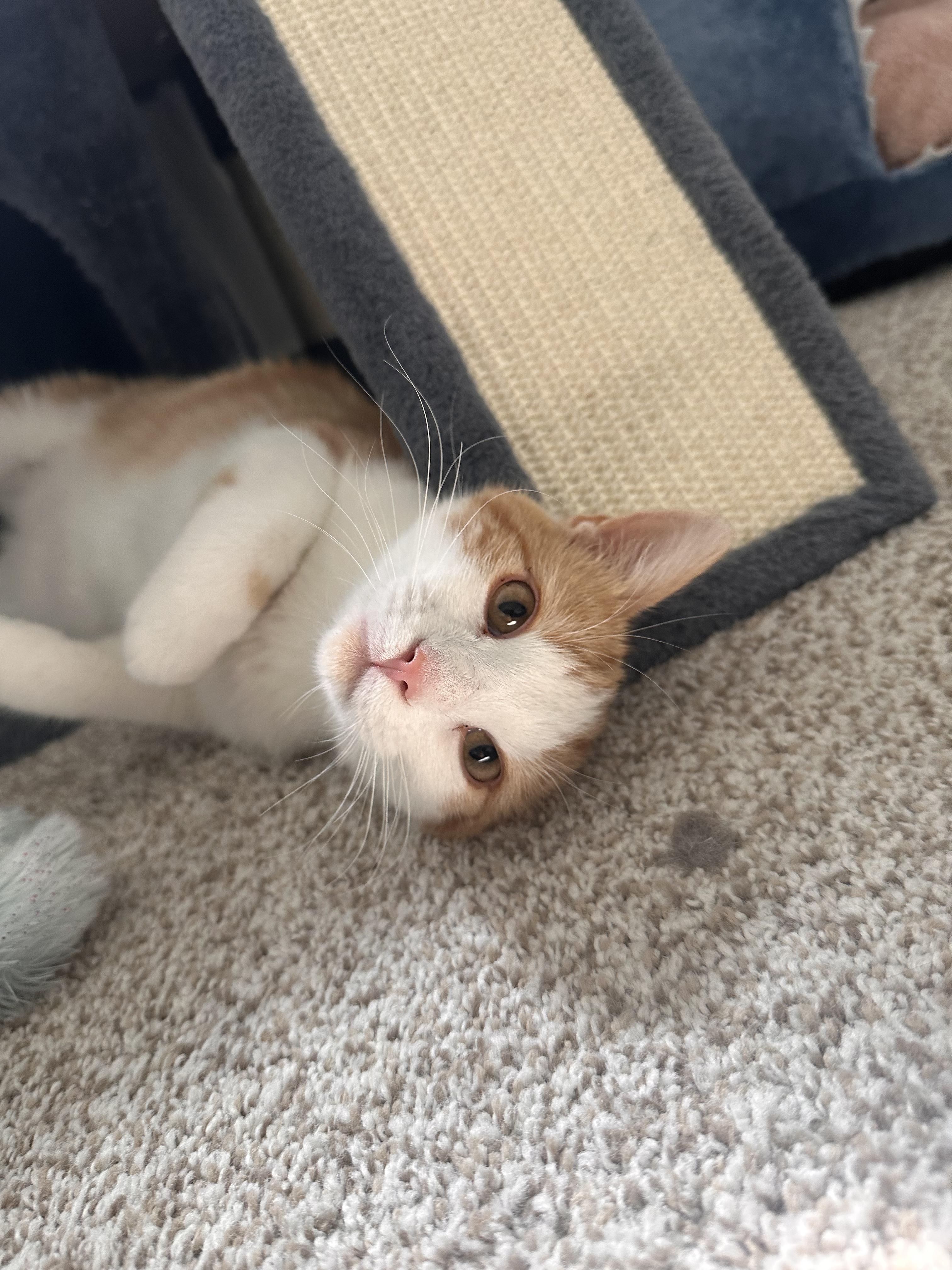 Schnitzel, an adopted Domestic Short Hair in Lakewood, CO image 6/6