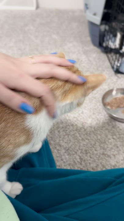 Enlarge Schnitzel, an adopted Domestic Short Hair in Lakewood, CO video 4/6