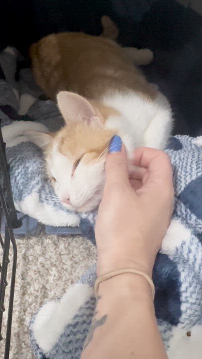 Enlarge Schnitzel, an adopted Domestic Short Hair in Lakewood, CO video 3/6