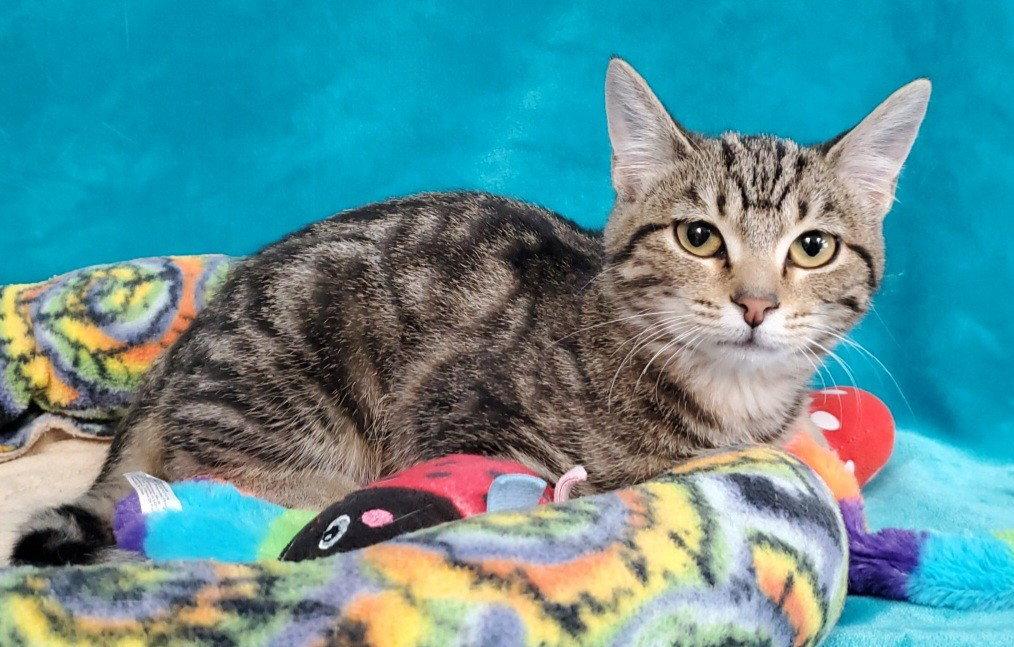 Georgia, Adoptable, Kitten Female Domestic Short Hair.