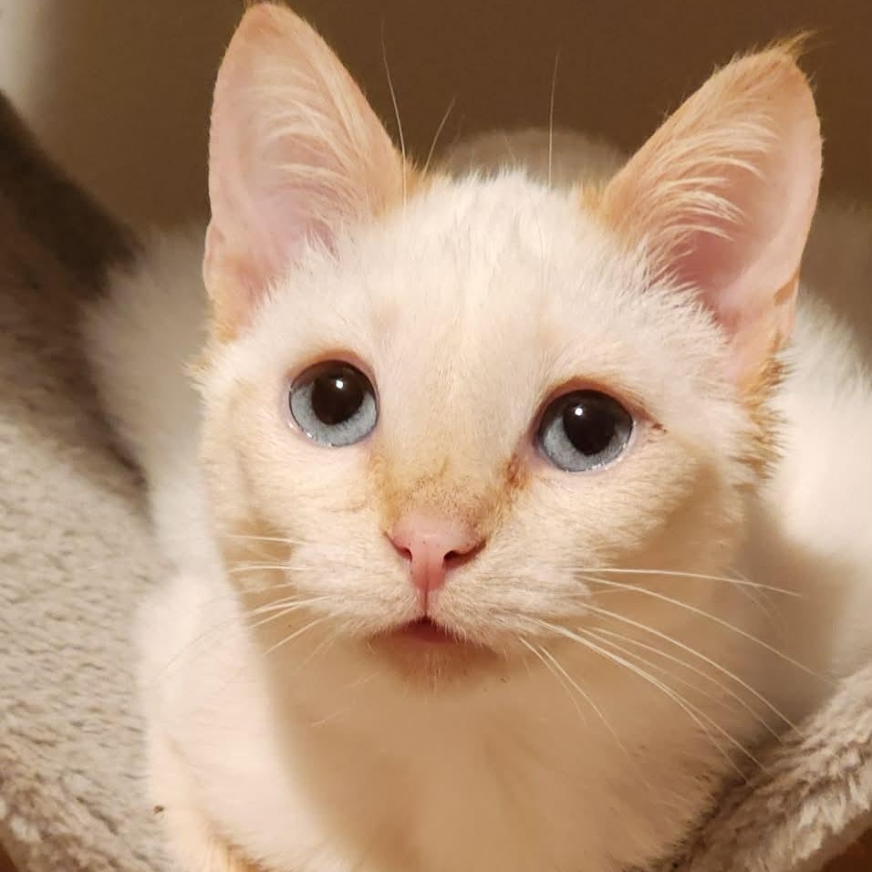 Slinky, an adoptable Siamese in Pardeeville, WI image 2/4
