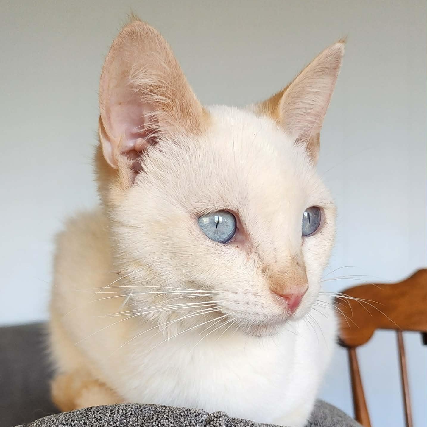 Slinky, an adoptable Siamese in Pardeeville, WI image 2/5