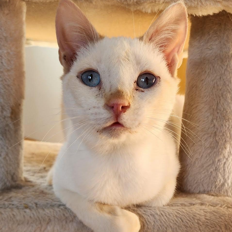 Slinky, adoptable, Adult Female Siamese.