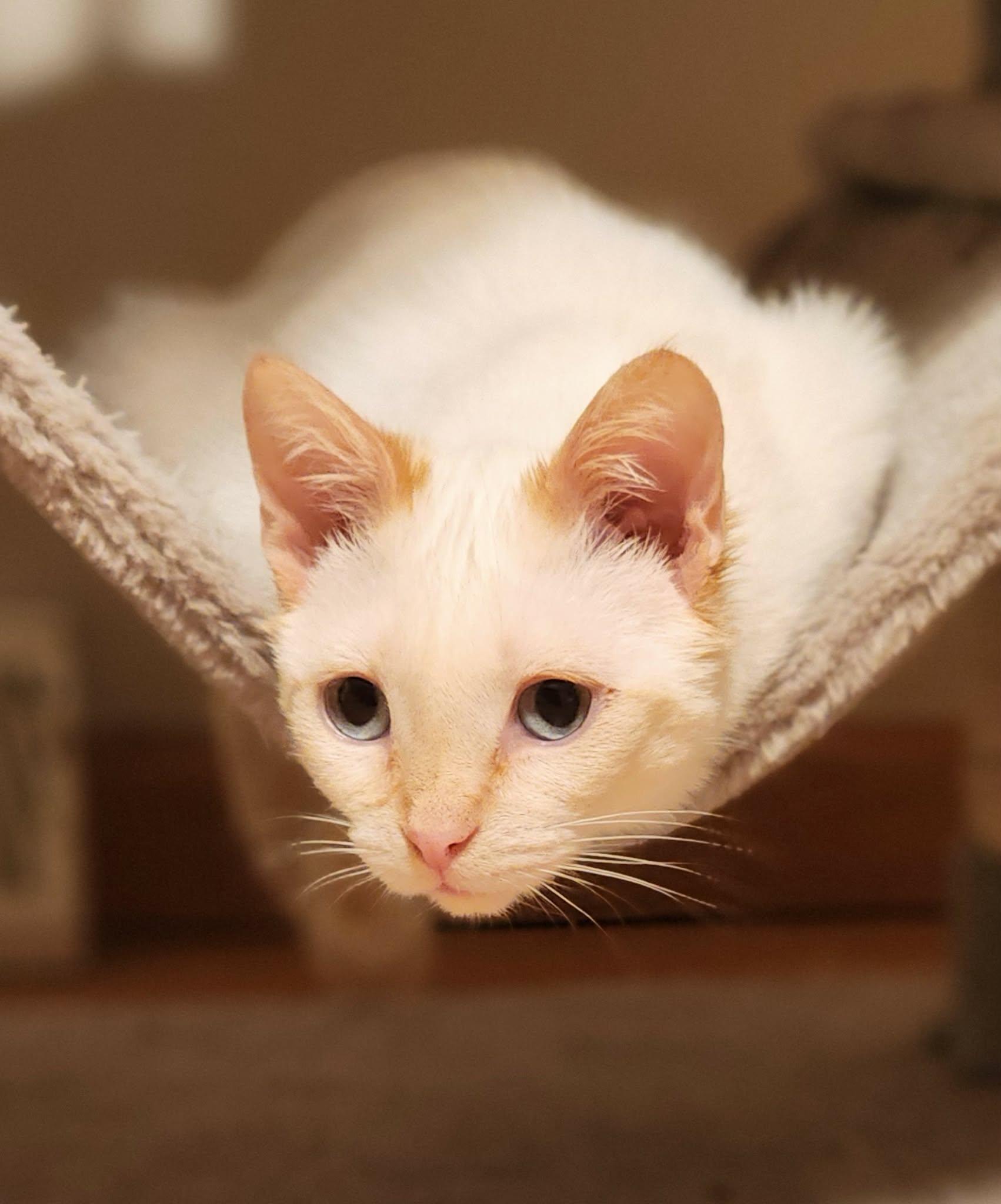 Slinky, an adoptable Siamese in Pardeeville, WI image 3/4