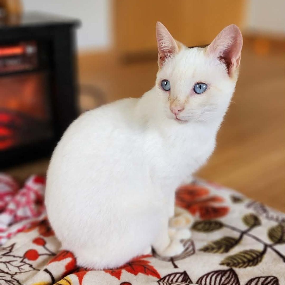 Slinky, adoptable, Adult Female Siamese.