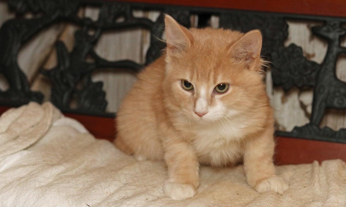 Gumdrop, an adopted Tabby in Houston, TX image 4/6