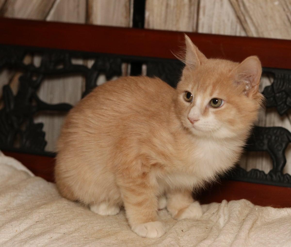 Gumdrop, an adopted Tabby in Houston, TX image 6/6