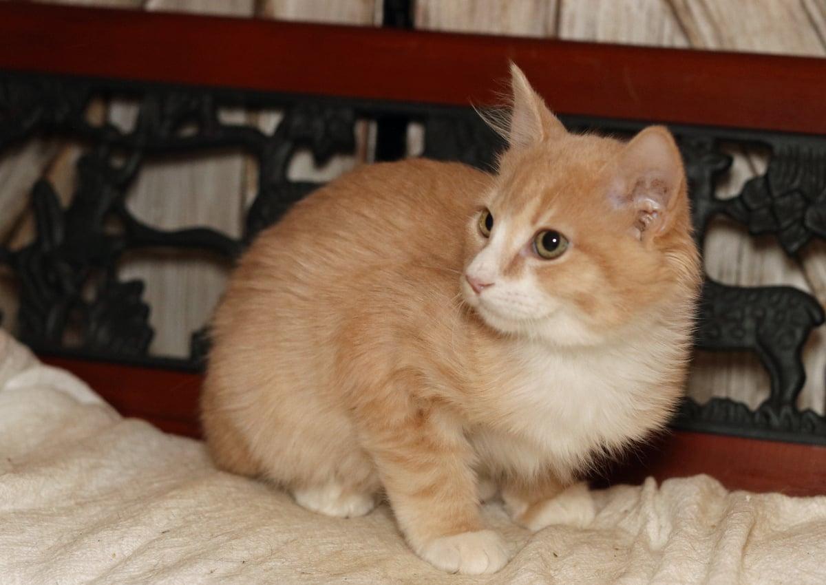 Gumdrop, an adopted Tabby in Houston, TX image 3/6