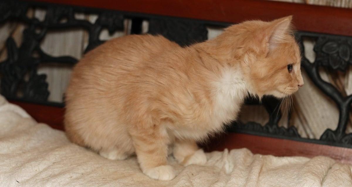 Gumdrop, an adopted Tabby in Houston, TX image 5/6