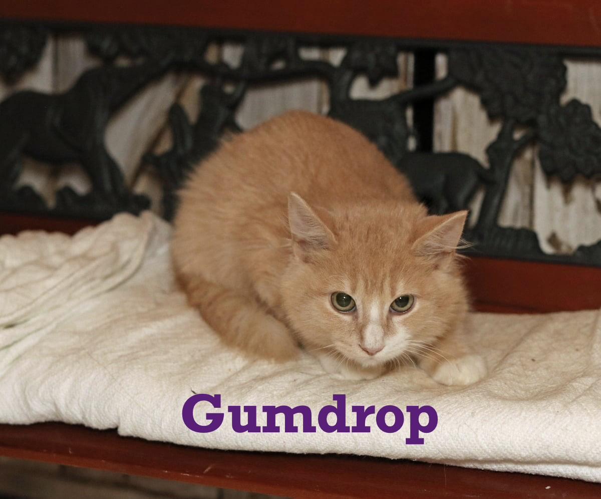 Gumdrop, an adopted Tabby in Houston, TX image 1/6