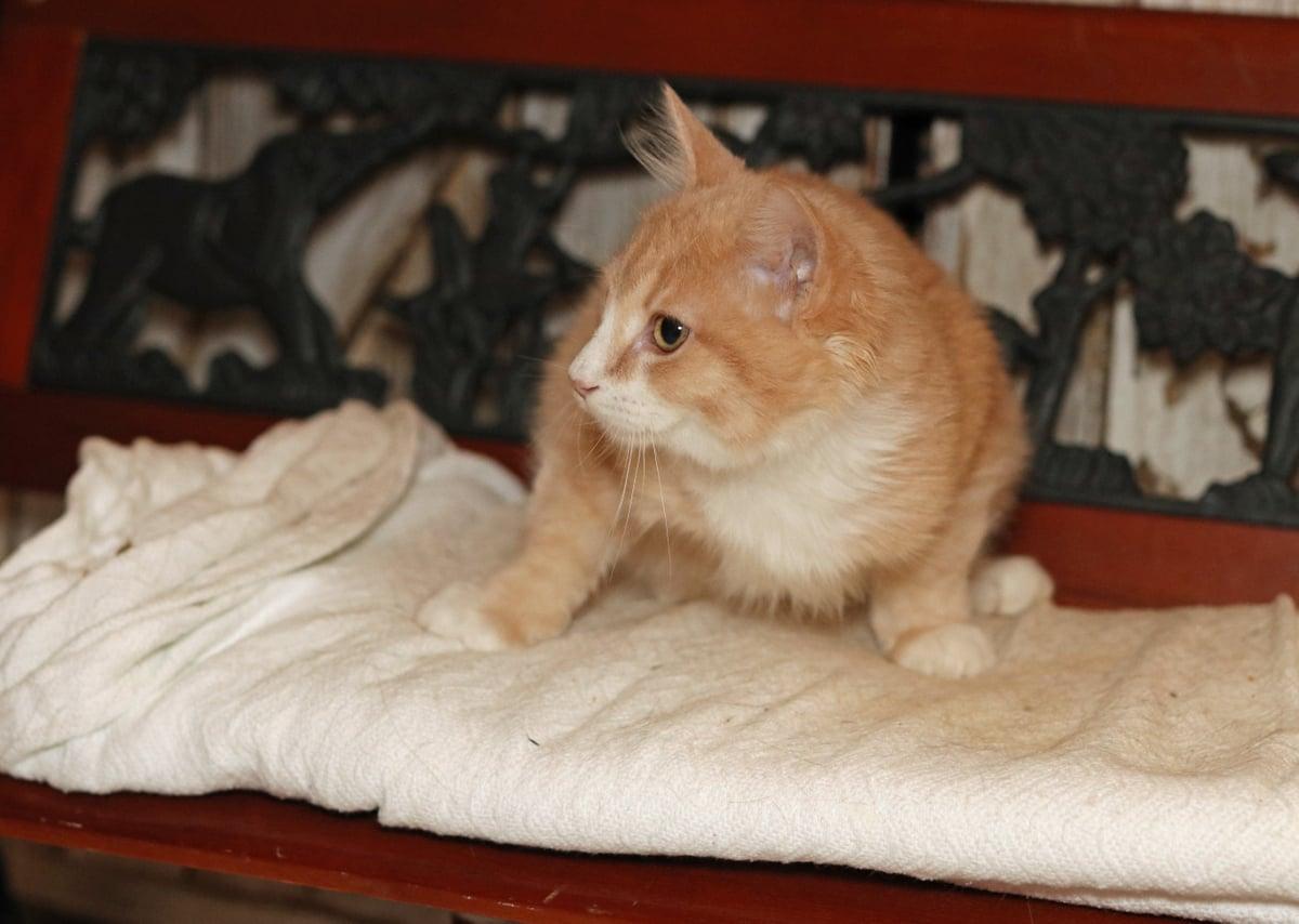 Gumdrop, an adopted Tabby in Houston, TX image 2/6