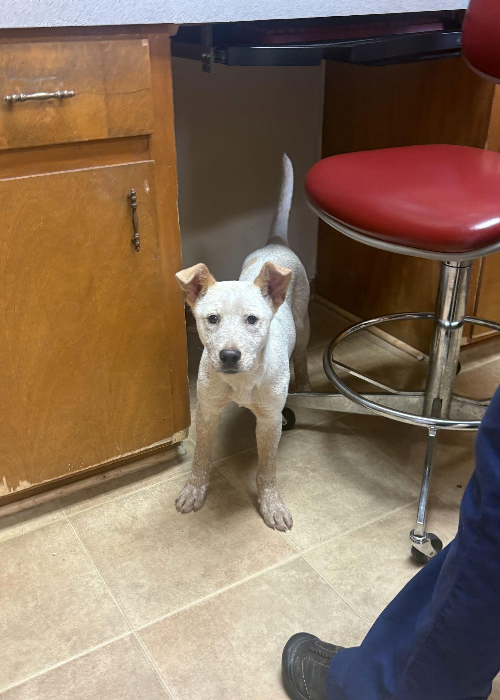 Carmen, Adoptable, Puppy Female Cattle Dog.