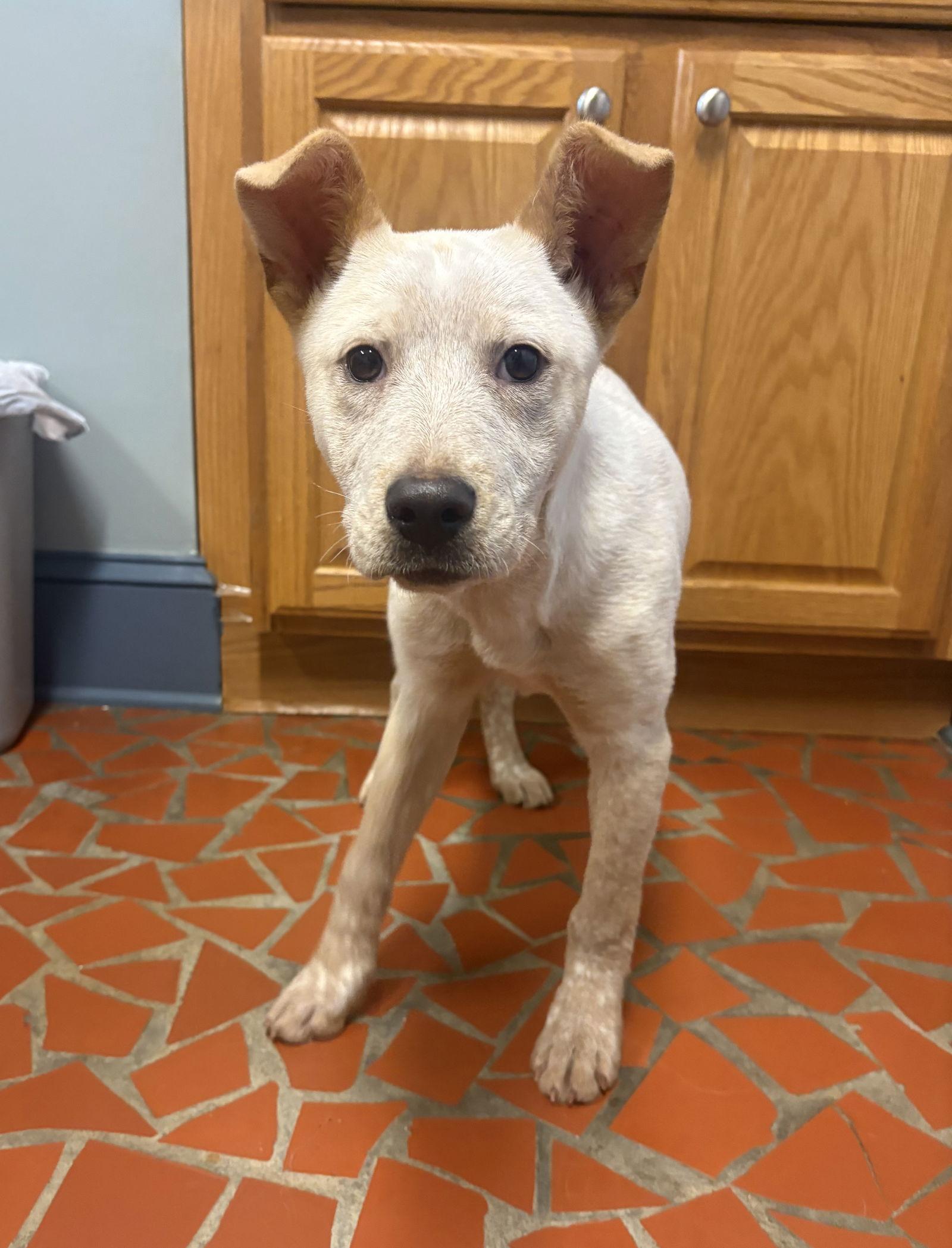 Enlarge Carmen, a Adoptable Cattle Dog in Raleigh, NC image 2/3